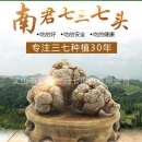 正宗云南文山三七 产地专批发水洗三七头田七三七粉 云南特产 一件代发