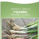 新鲜韭菜根现挖紫根韭菜苗红根宽叶韭菜根阳台四季盆栽种菜蔬菜苗