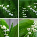 德国四季盆栽种球 铃兰花苗 铃兰球种根花卉植物当年开花带芽发货